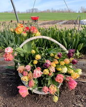Load image into Gallery viewer, 2024 Tulip Subscription - DELIVERY
