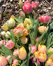 Load image into Gallery viewer, 2024 Tulip Subscription - DELIVERY
