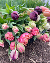 Load image into Gallery viewer, Spring Tulip Subscription
