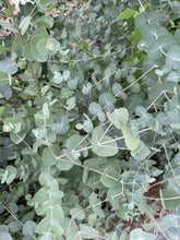 Load image into Gallery viewer, FRESH EUCALYPTUS - 10 STEM BUNCH
